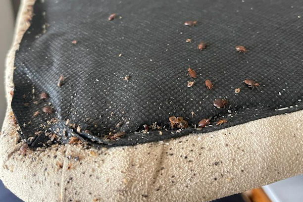 Bed Bug Facts