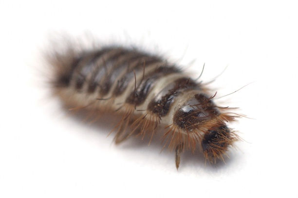 Carpet Beetle Facts