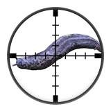 Slugs