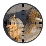 Squirrels