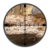 Woodworm