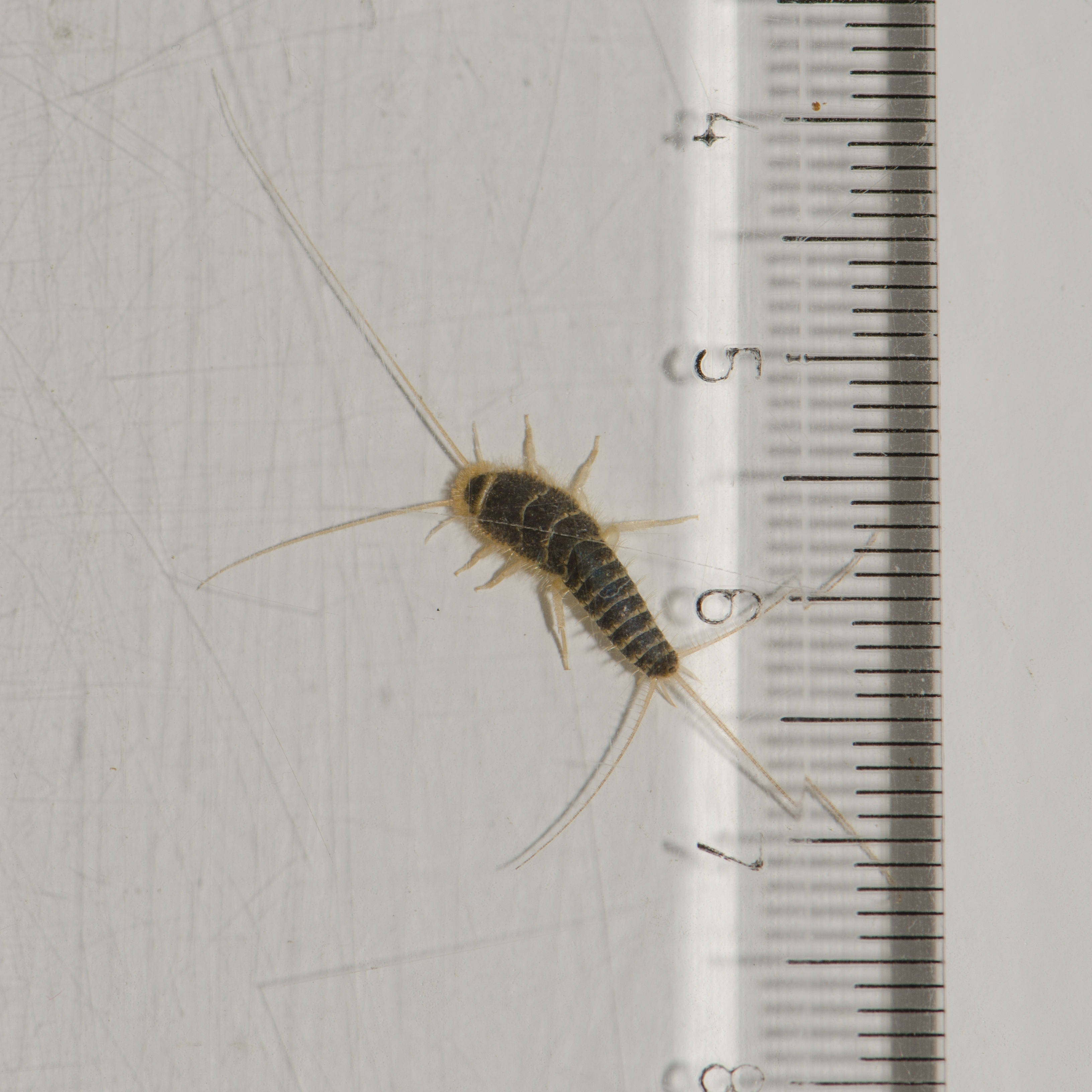 Silverfish Close Up