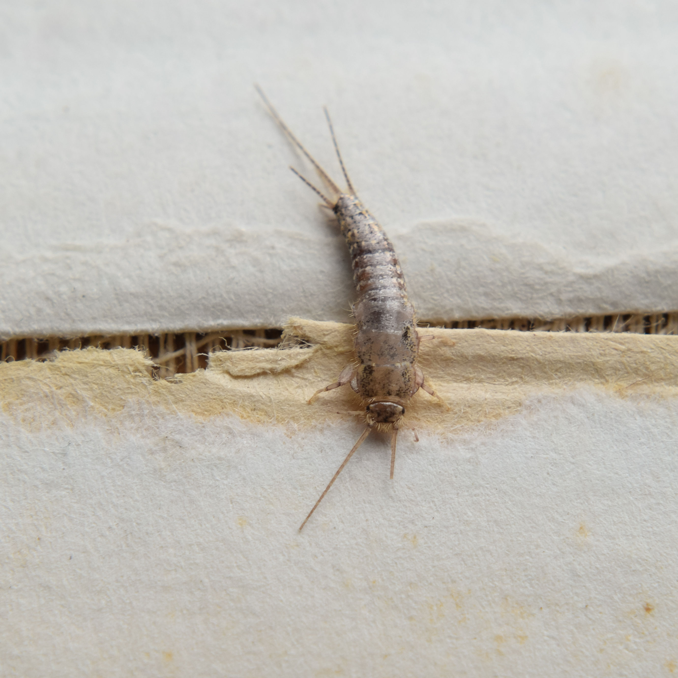 Silverfish on Wallpaper