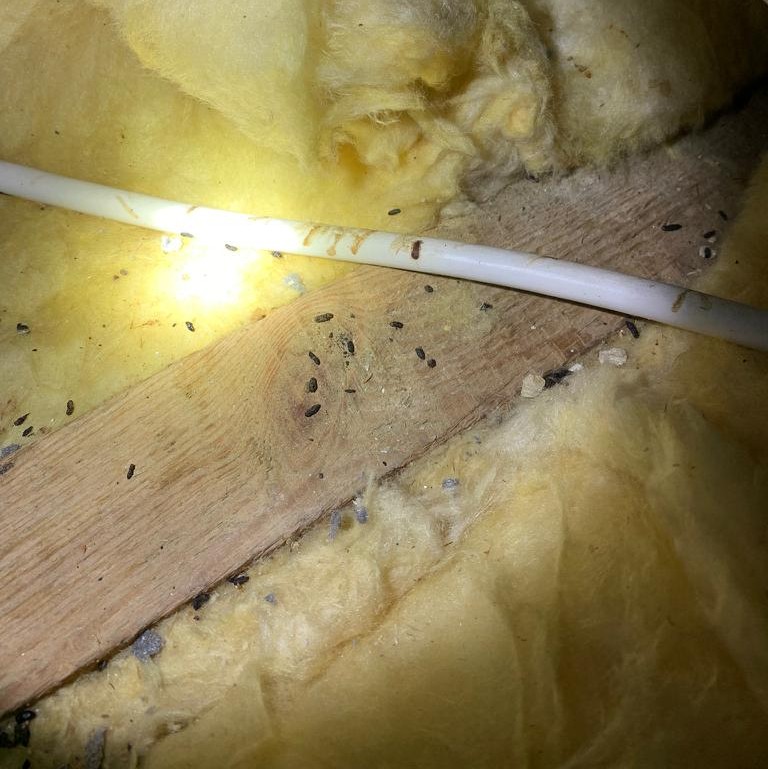 Mice Droppings and Urine Pillars