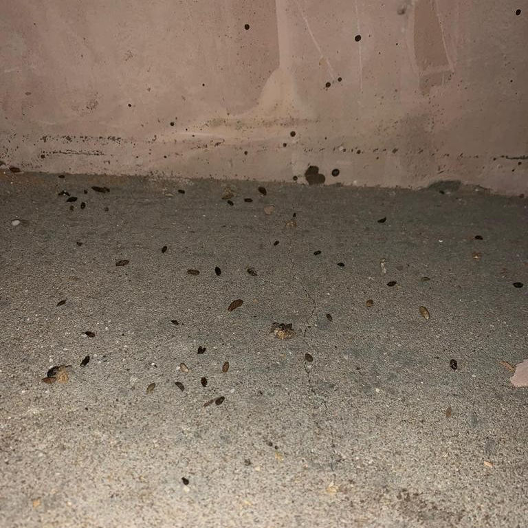 Mice Faeces