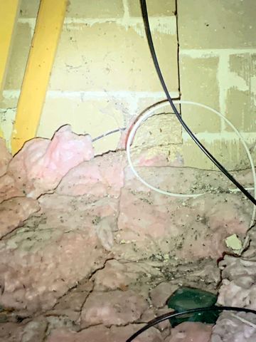 Wasps in Insulation July 22